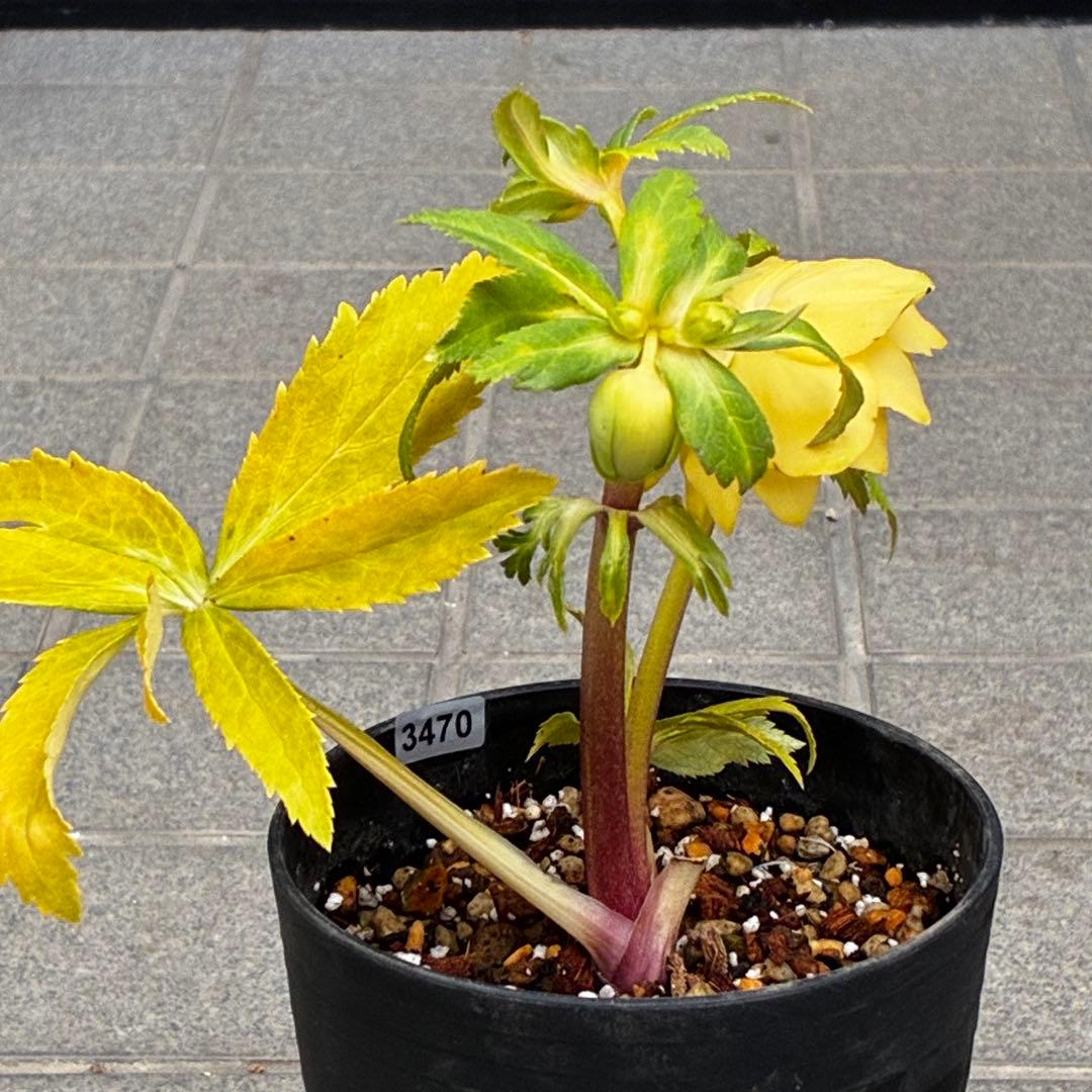 か*l様 3470☘️希少☘️花付☘️特濃グリーンゴールド系⭐️グリーンリップ⭐