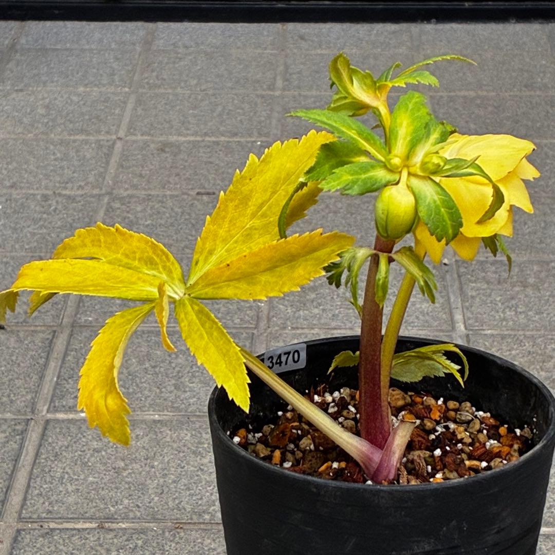 か*l様 3470☘️希少☘️花付☘️特濃グリーンゴールド系⭐️グリーンリップ⭐