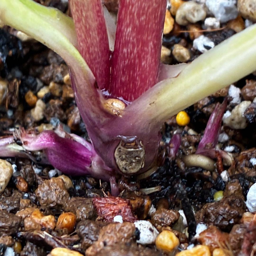 か*l様 3470☘️希少☘️花付☘️特濃グリーンゴールド系⭐️グリーンリップ⭐