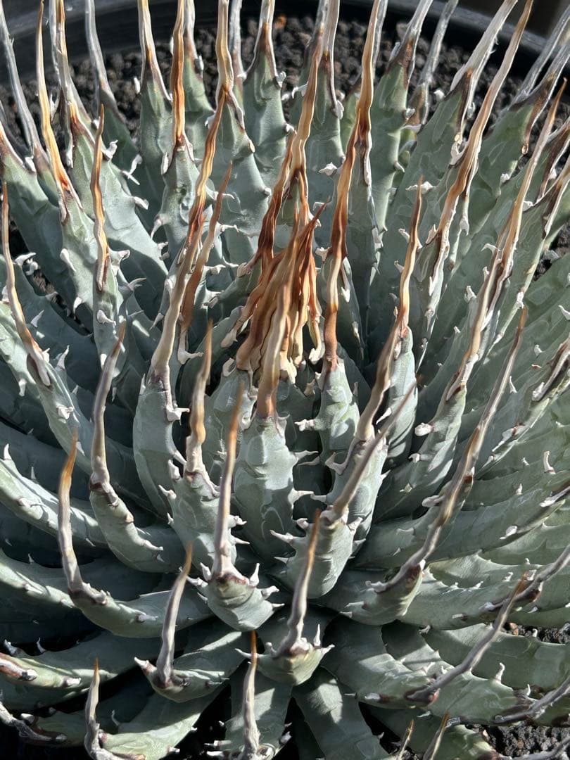 TM Gardenutahensis eborispina ユタエンシス