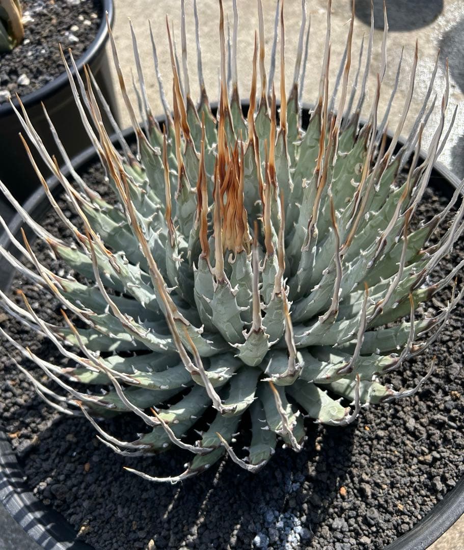 TM Gardenutahensis eborispina ユタエンシス