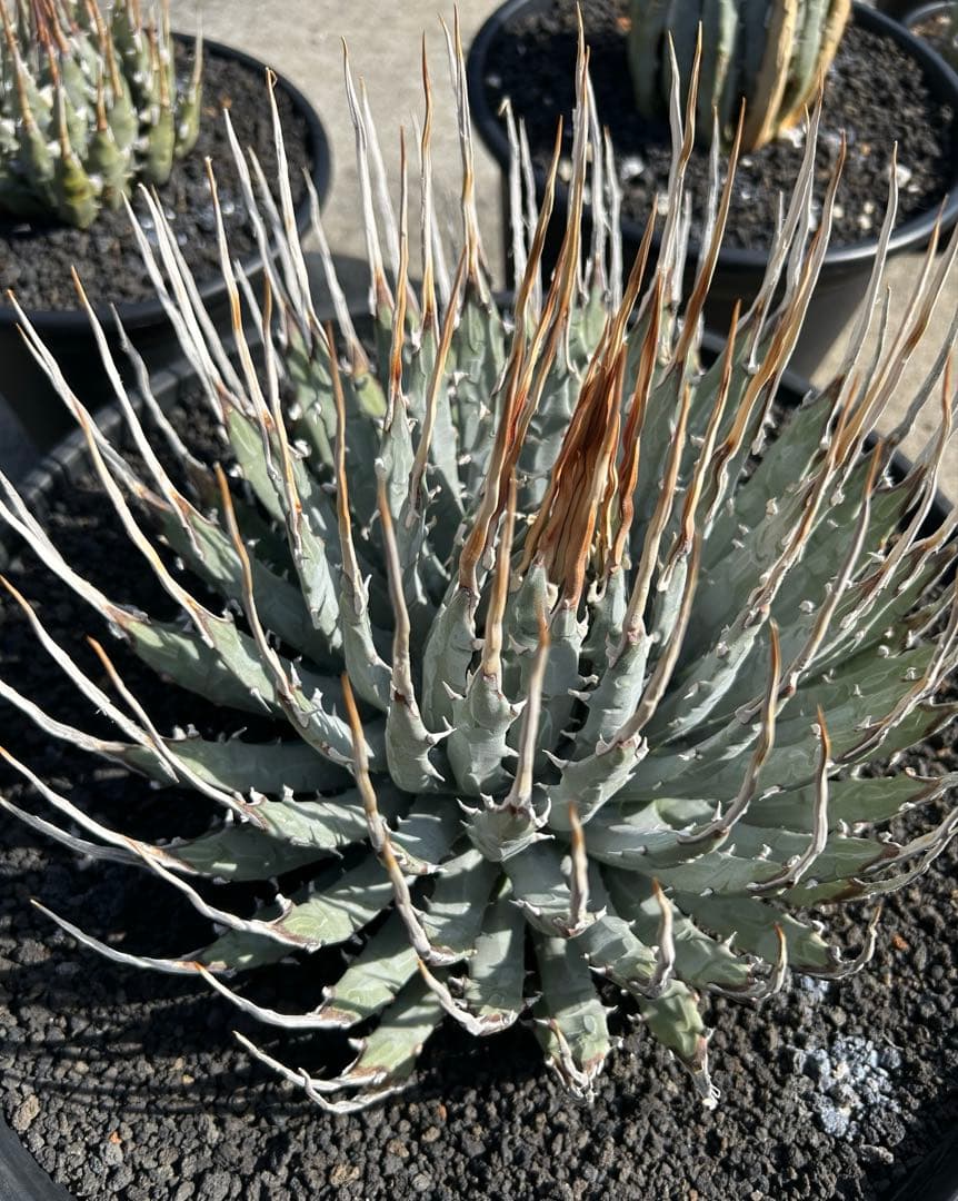 TM Gardenutahensis eborispina ユタエンシス