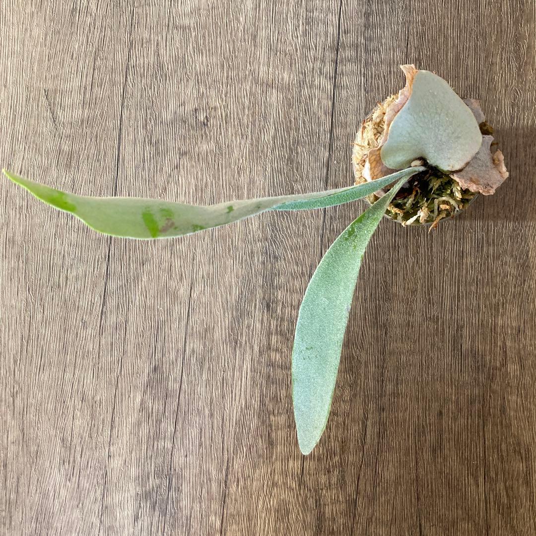 ビカクシダアーバンリバーP.veitchii ‘Auburn ‘