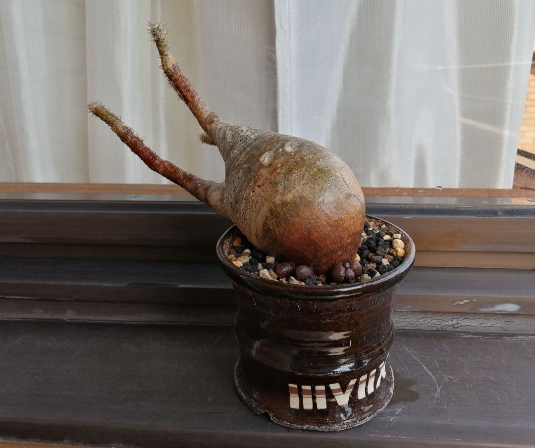 グラキリス現地球 ✮週末セール 2500円引き