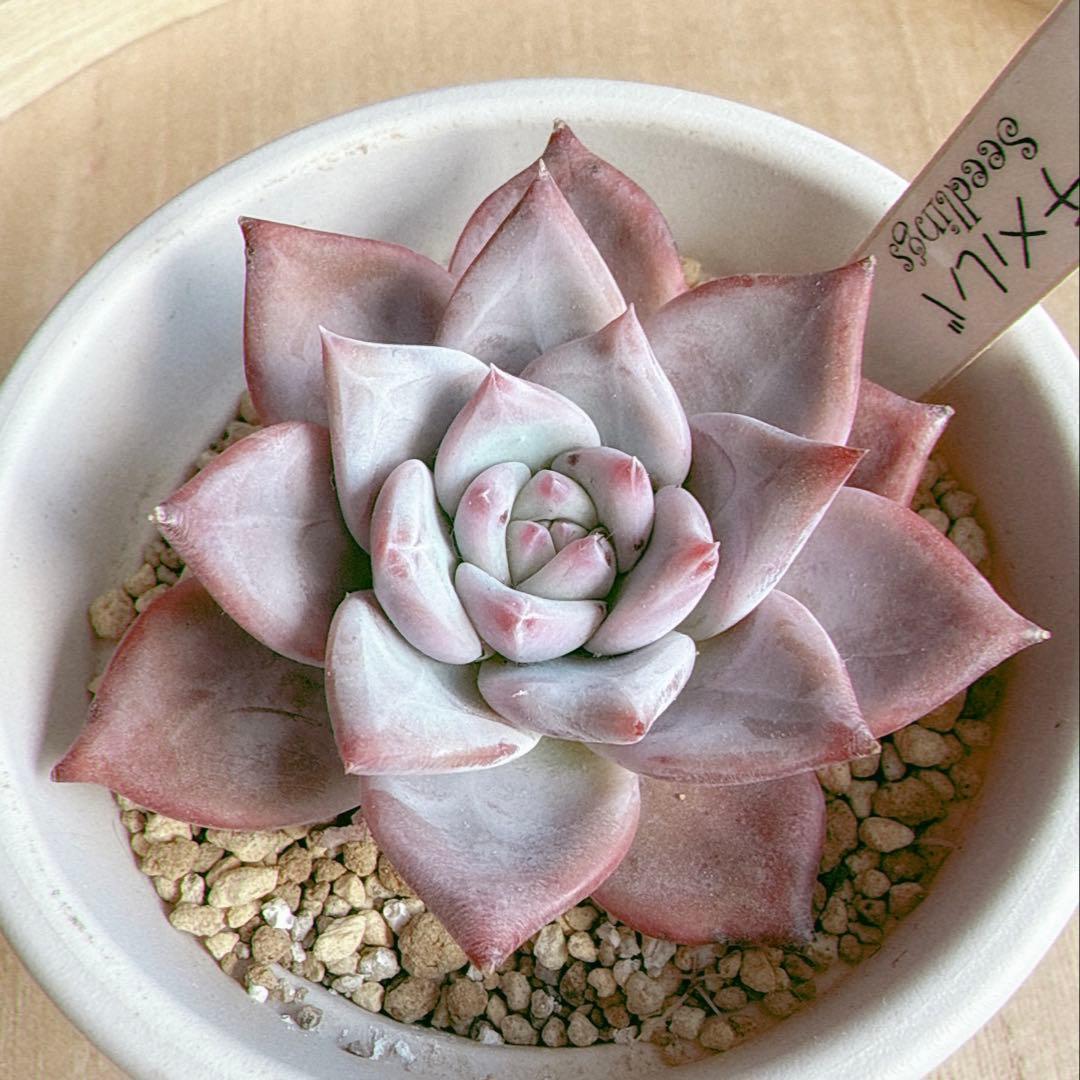 ピーチメルバ 実生 beehouseさん