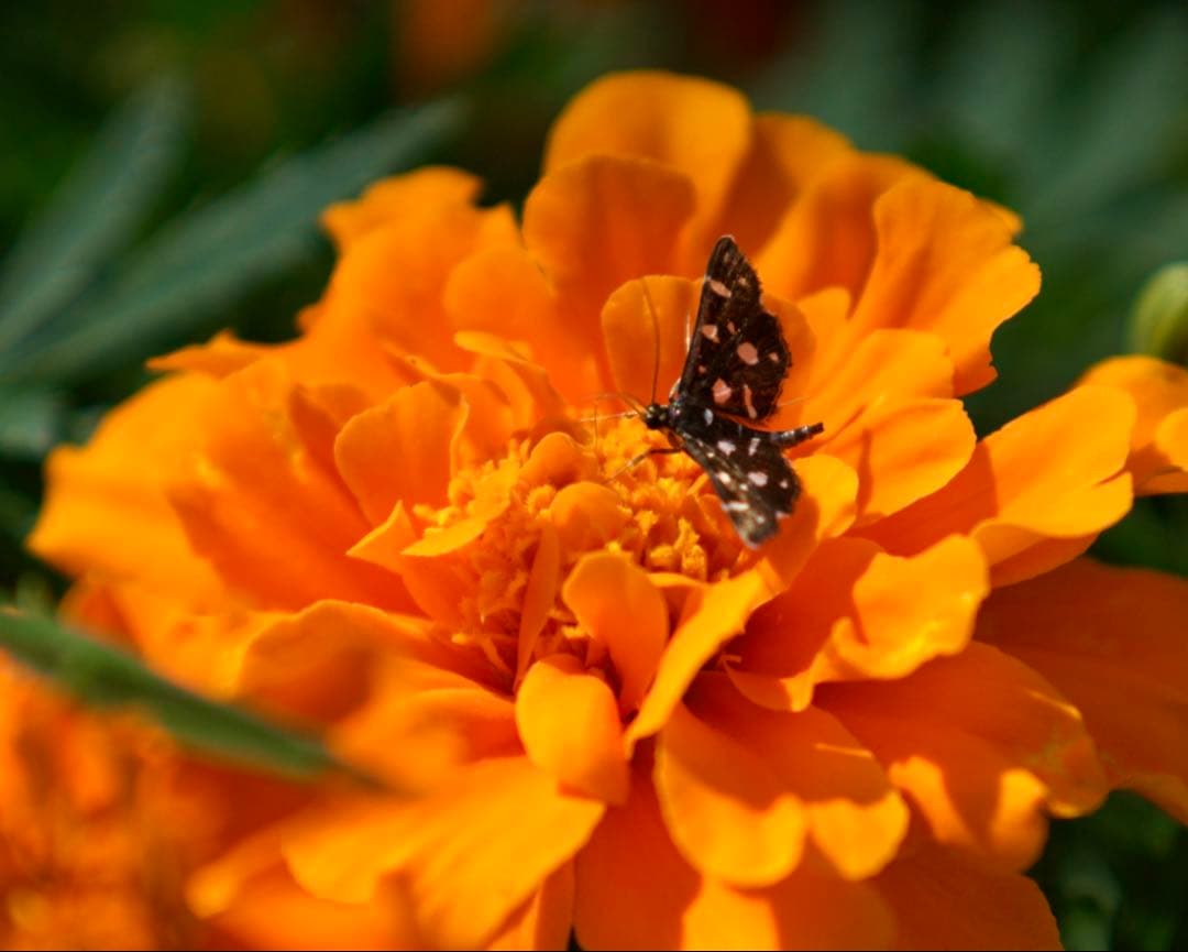 希少❗️業務用レンズFAX-KOWA 1:4.5/112B を改造　日本の興和製