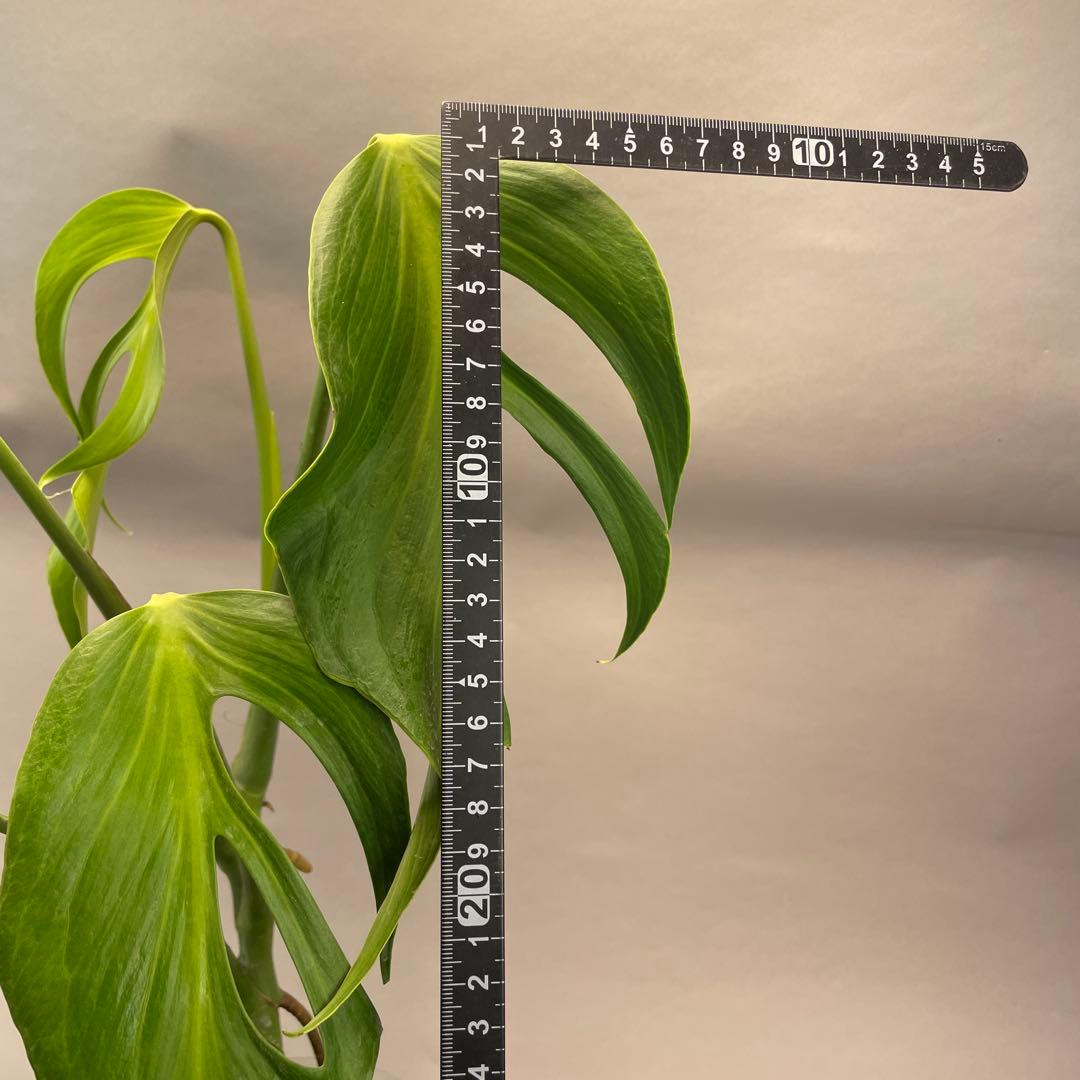 ア*)様 モンステラ バールマルクスフレーム　L008