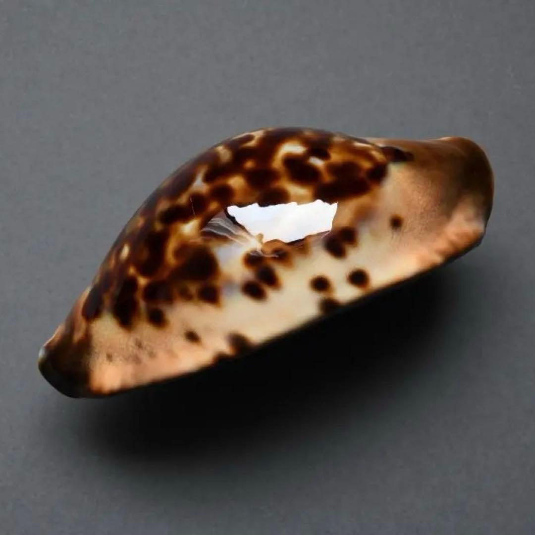 サラメガクロガネダカラ【貝殻・タカラガイ】