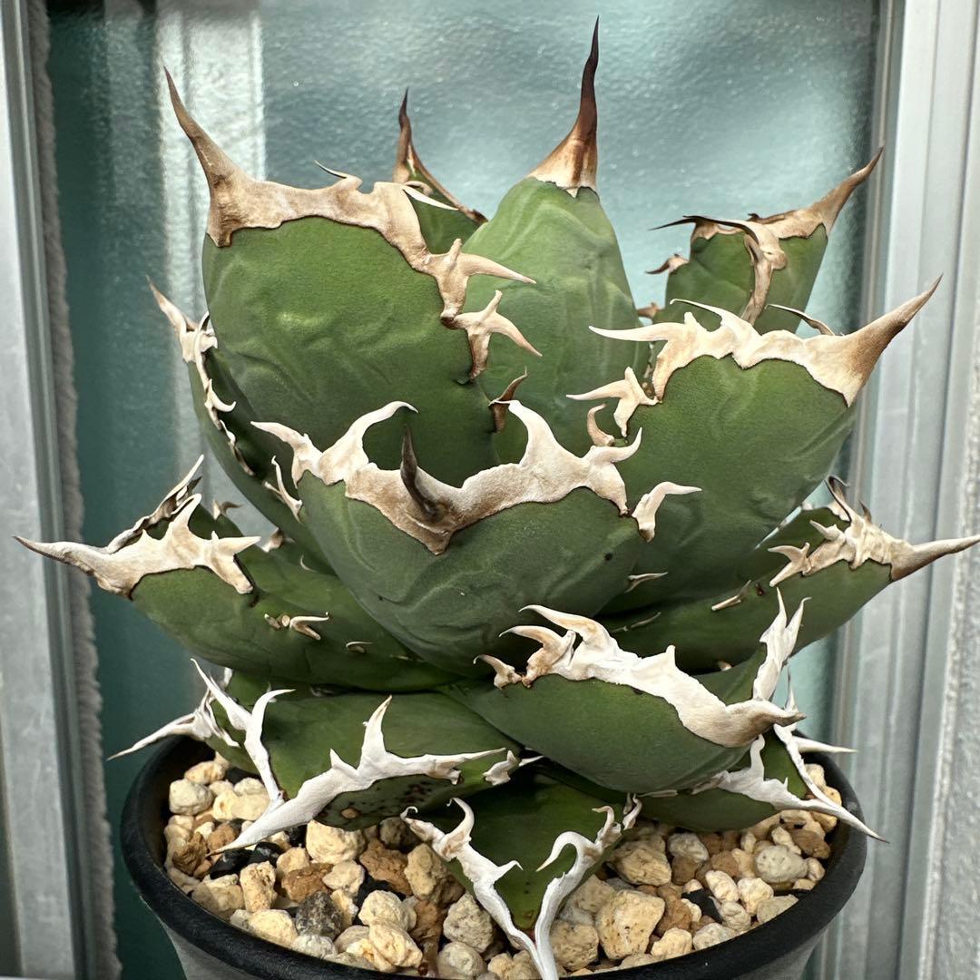 アガベ　チタノタ　チヂレ　雷雪親株