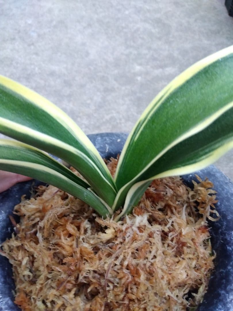 万年青　おもと　大勲　黄覆輪斑　6号陶器鉢つき　大鉢❗　⑨