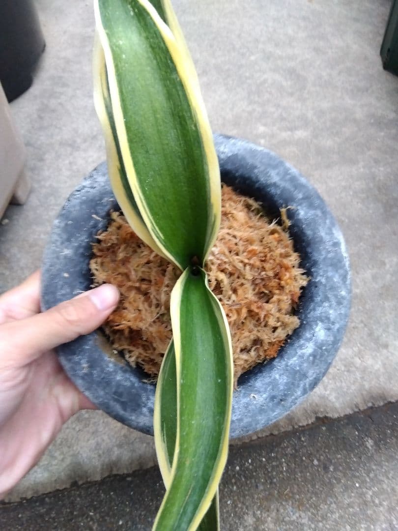 万年青　おもと　大勲　黄覆輪斑　6号陶器鉢つき　大鉢❗　⑨