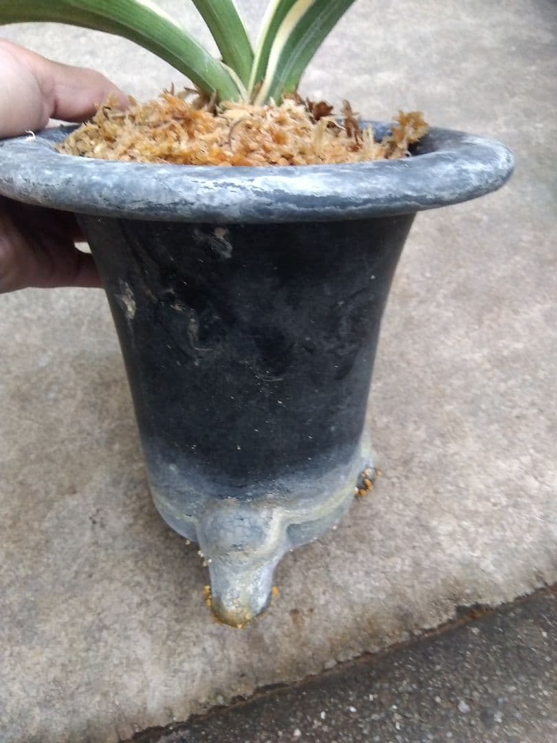 万年青　おもと　大勲　黄覆輪斑　6号陶器鉢つき　大鉢❗　⑨