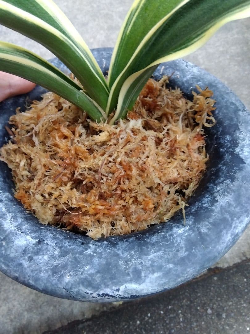 万年青　おもと　大勲　黄覆輪斑　6号陶器鉢つき　大鉢❗　⑨