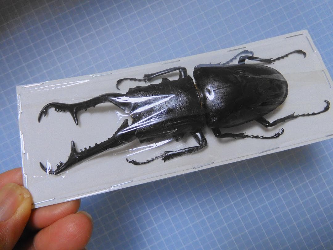 標本 Flores Is Prosopocoilus girafa 110mm