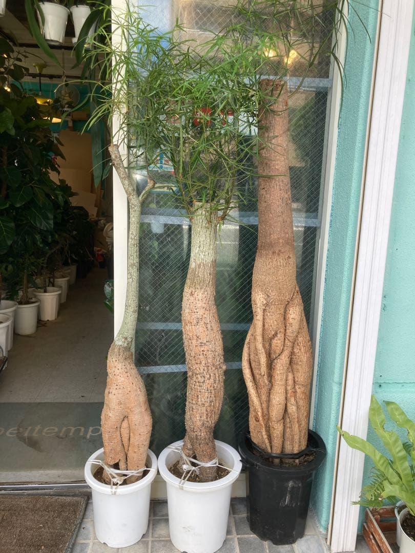 福助　ボトルツリー　ブラキキトン・ルペストリス　超特大　極太幹 送料無料