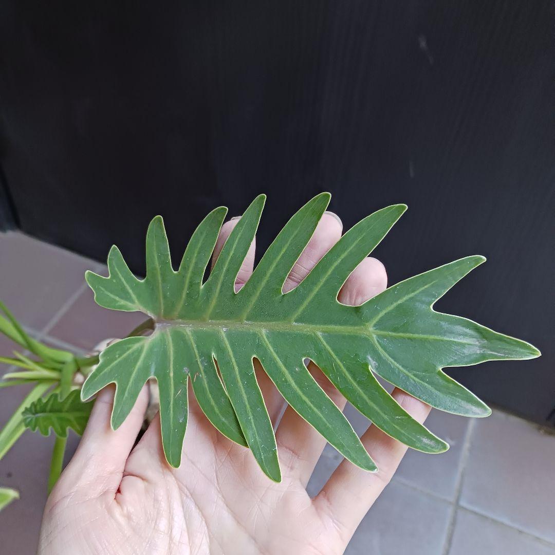 7 クッカバラ　5号　幹上がり　幹立ち　観葉植物　フィロデンドロン　ザナドゥ