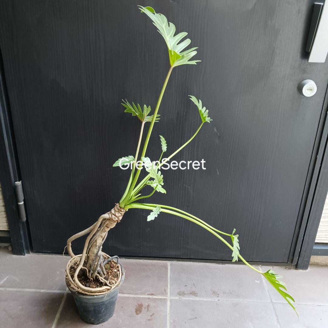 7 クッカバラ　5号　幹上がり　幹立ち　観葉植物　フィロデンドロン　ザナドゥ
