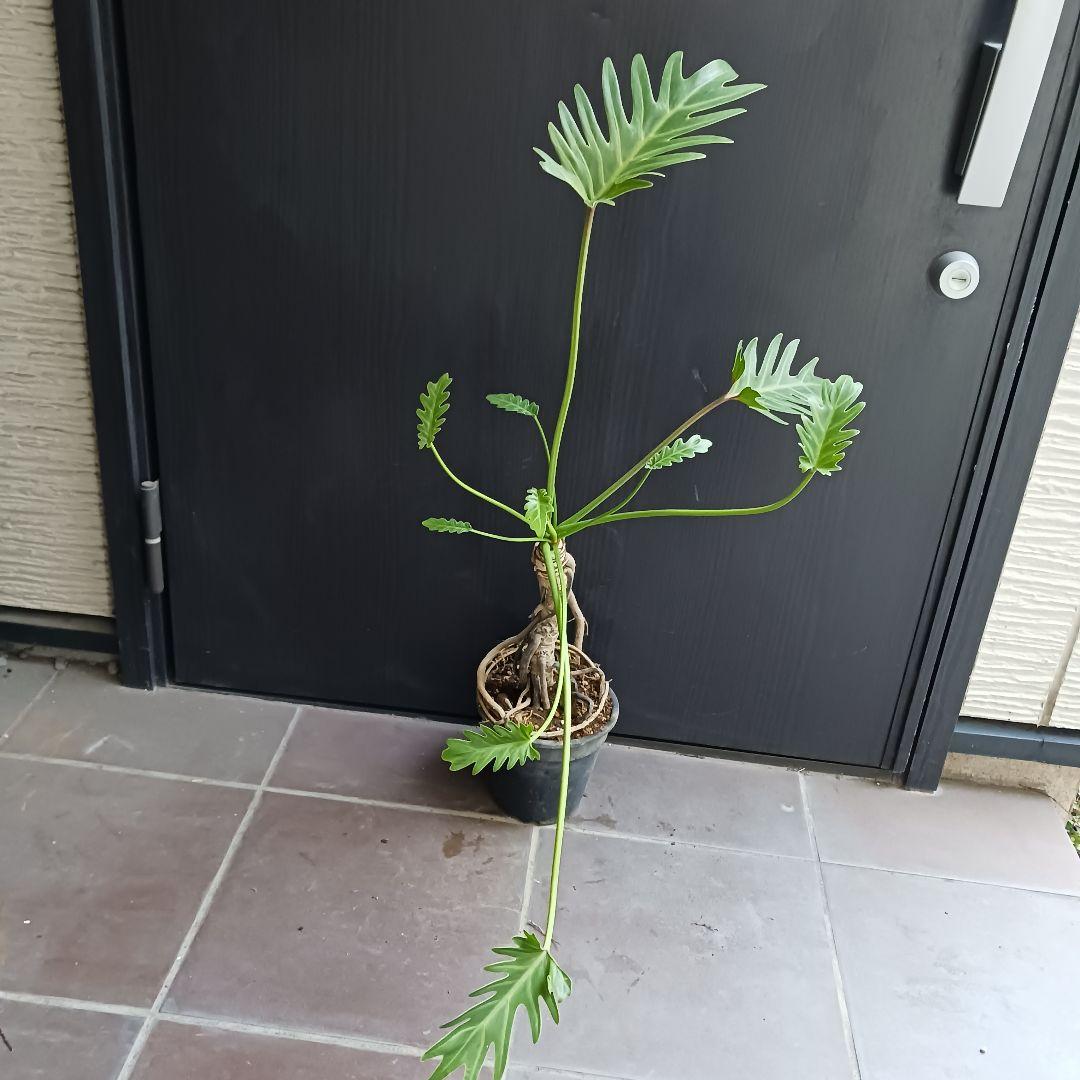 7 クッカバラ　5号　幹上がり　幹立ち　観葉植物　フィロデンドロン　ザナドゥ