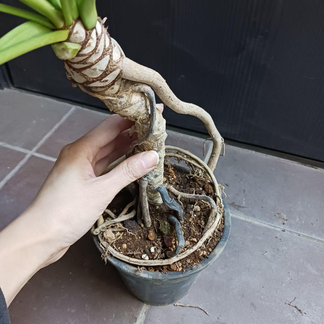 7 クッカバラ　5号　幹上がり　幹立ち　観葉植物　フィロデンドロン　ザナドゥ