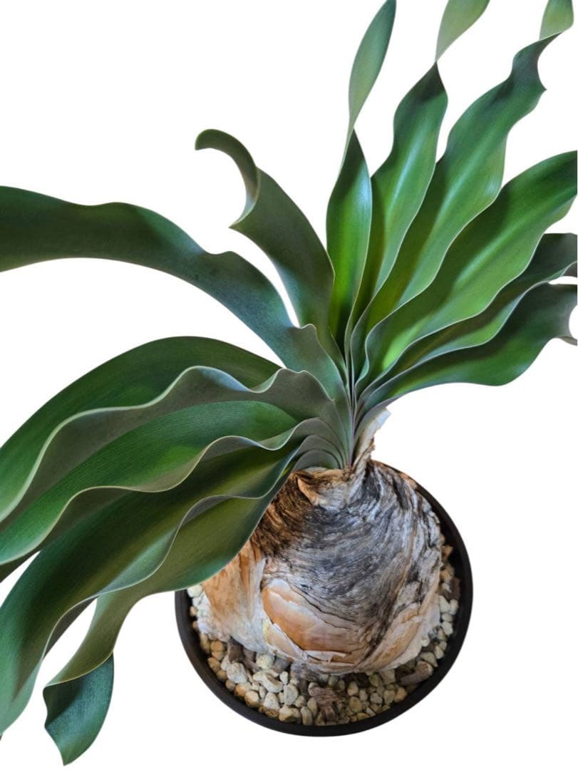 ブーファン・ハエマンソイデス