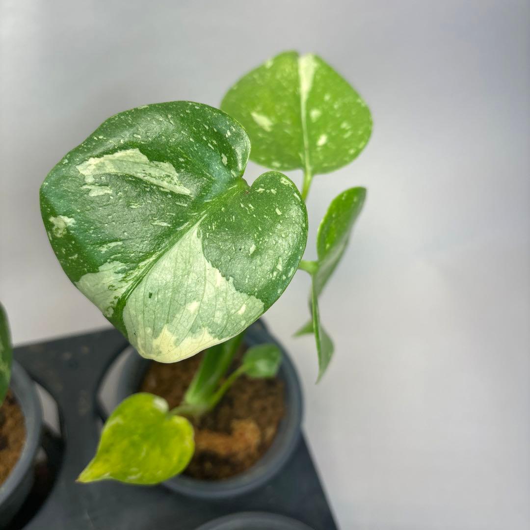 チ*-様 10株セットms34【特別選抜】モンステラ・タイコンステレーション 斑