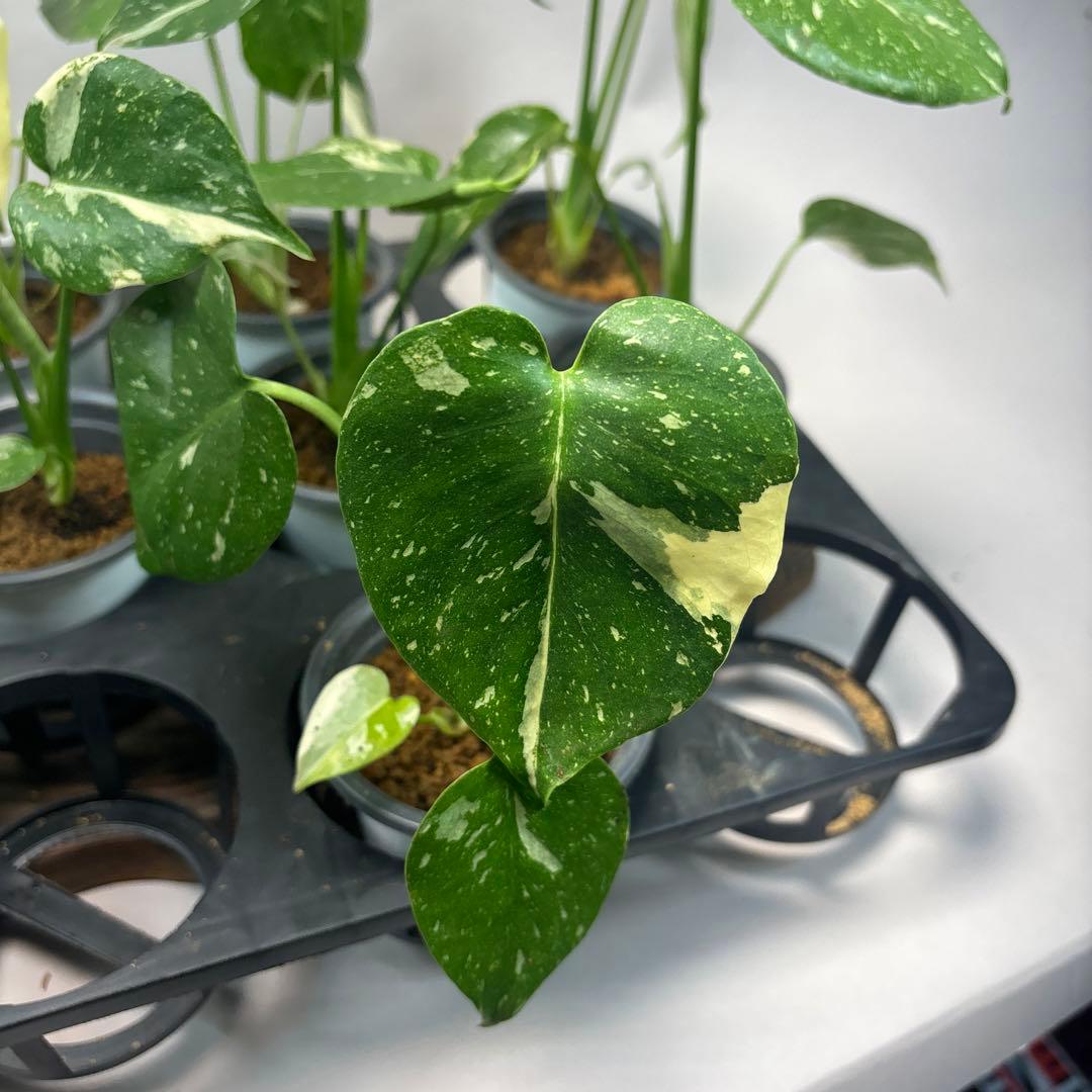 チ*-様 10株セットms34【特別選抜】モンステラ・タイコンステレーション 斑