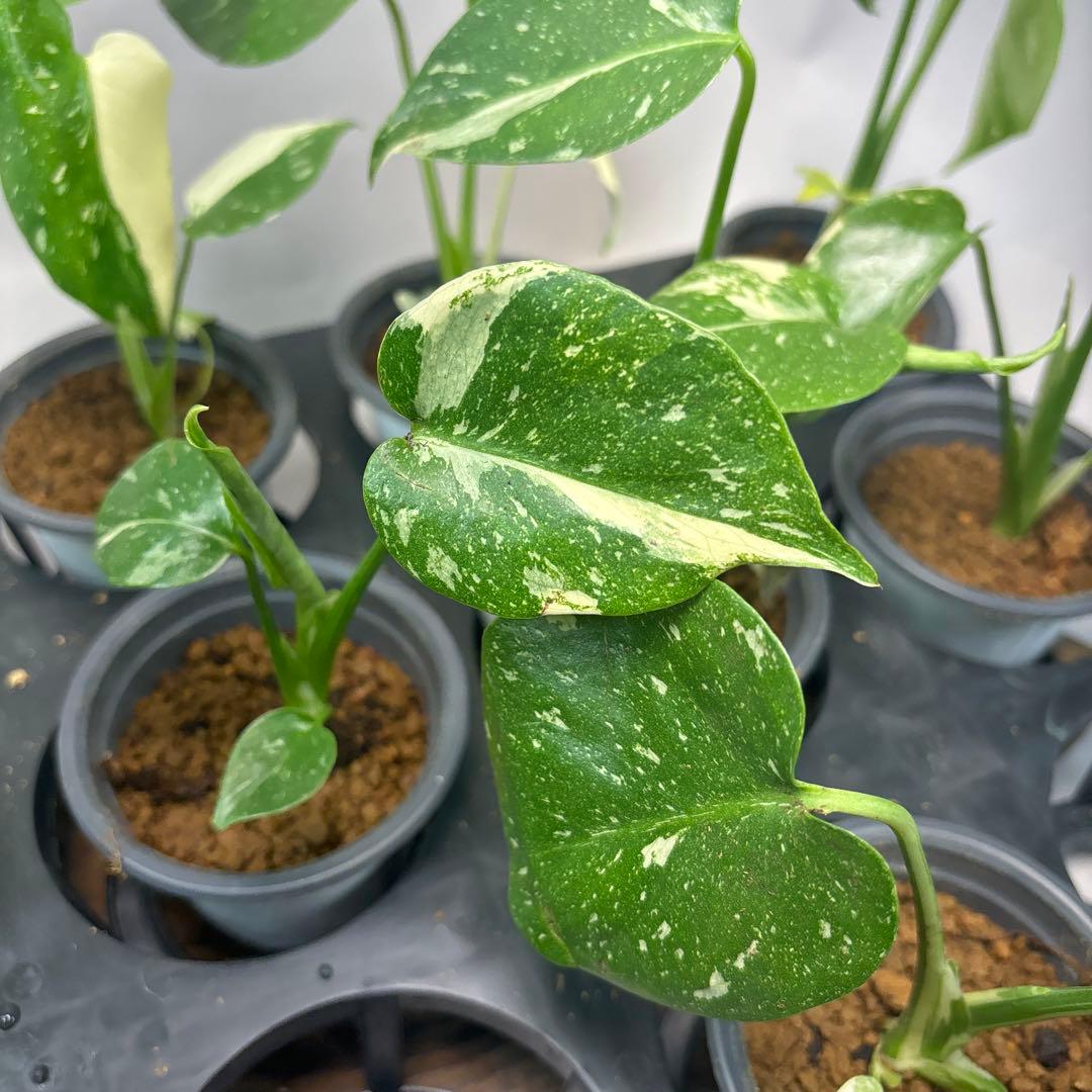 チ*-様 10株セットms34【特別選抜】モンステラ・タイコンステレーション 斑