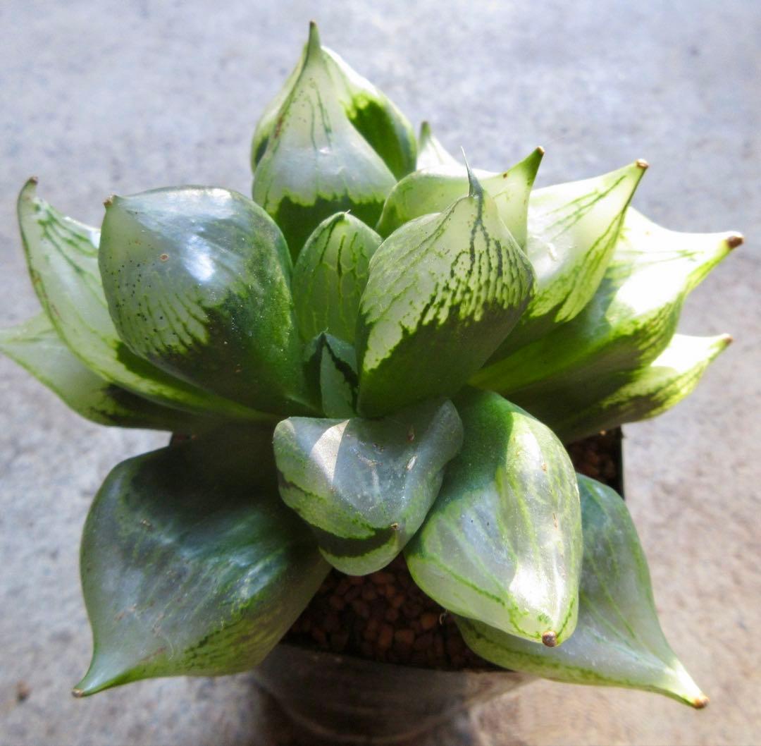 *.裏般若 B型コンプトミュータント *.ハオルシア *ハオルチア *多肉植物*