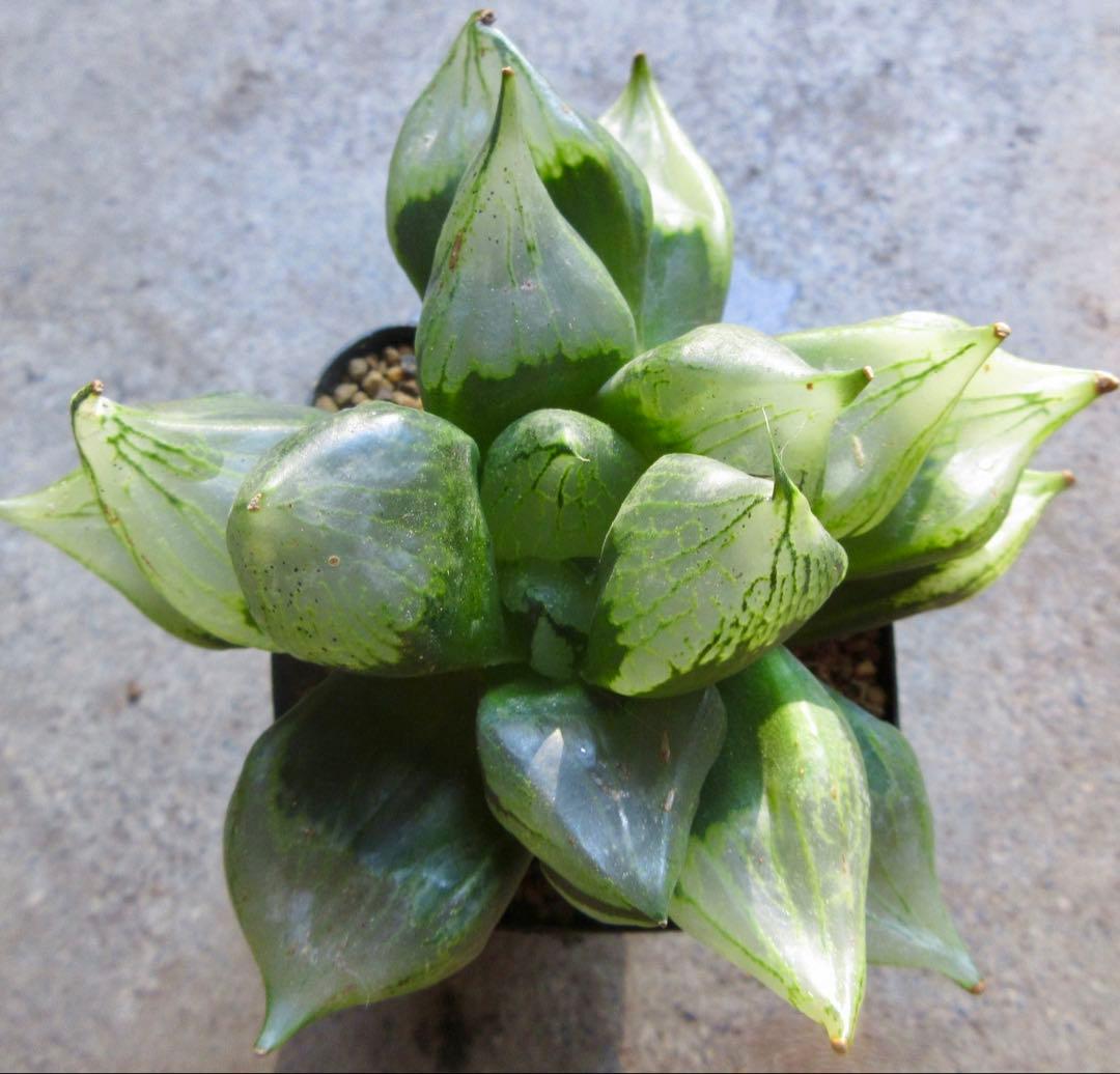 *.裏般若 B型コンプトミュータント *.ハオルシア *ハオルチア *多肉植物*