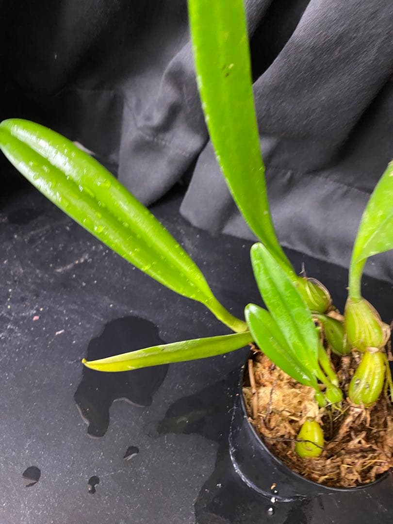 超希少種　　オガサワラシコウラン　小笠原シコウラン　洋蘭原種