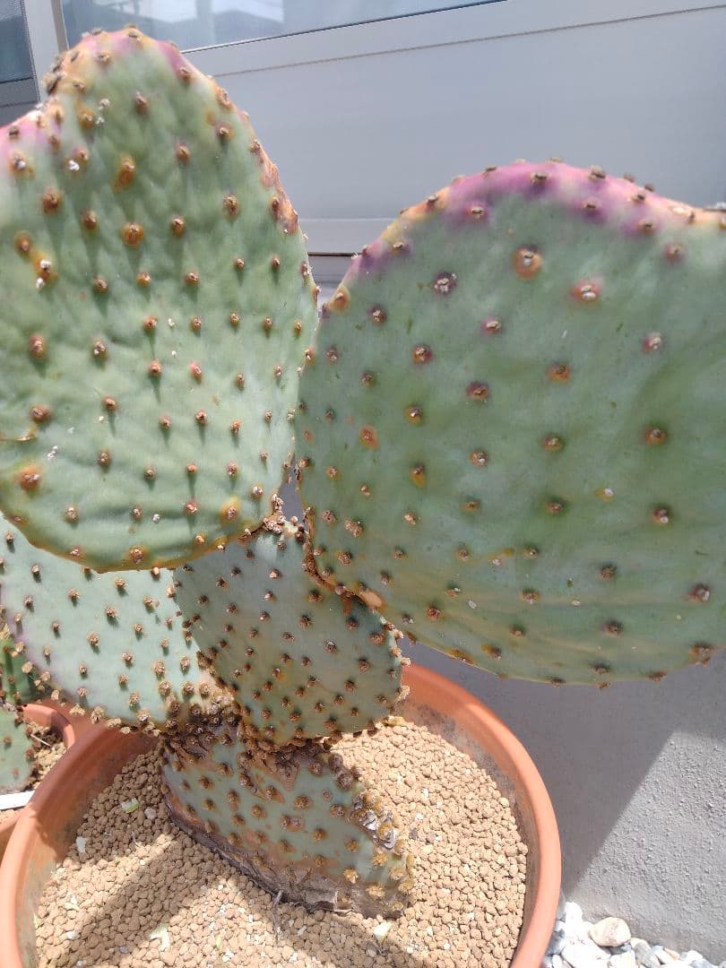 YUページです。