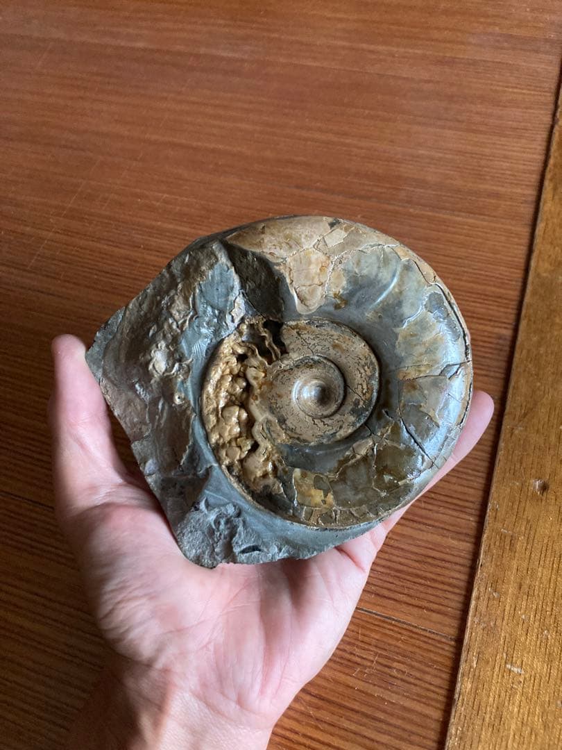 北海道　美品　結晶化したアンモナイト・ハウエリセラス　化石　最薄のアンモナイト