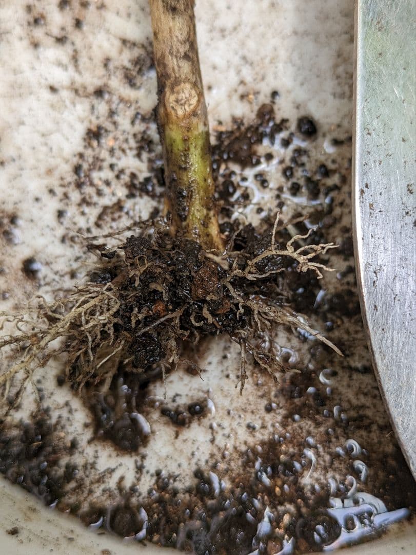 確認画像　八重咲きマジカル