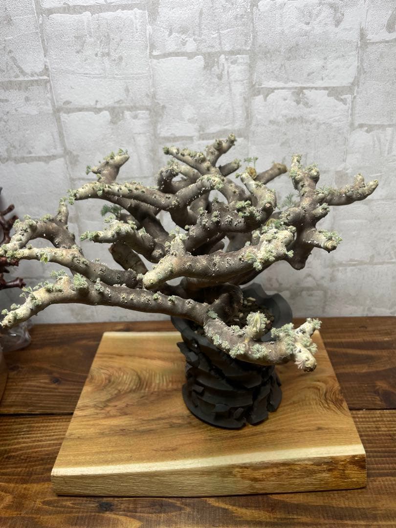 モンソニアムルチフィダ　発根済み　鉢付き