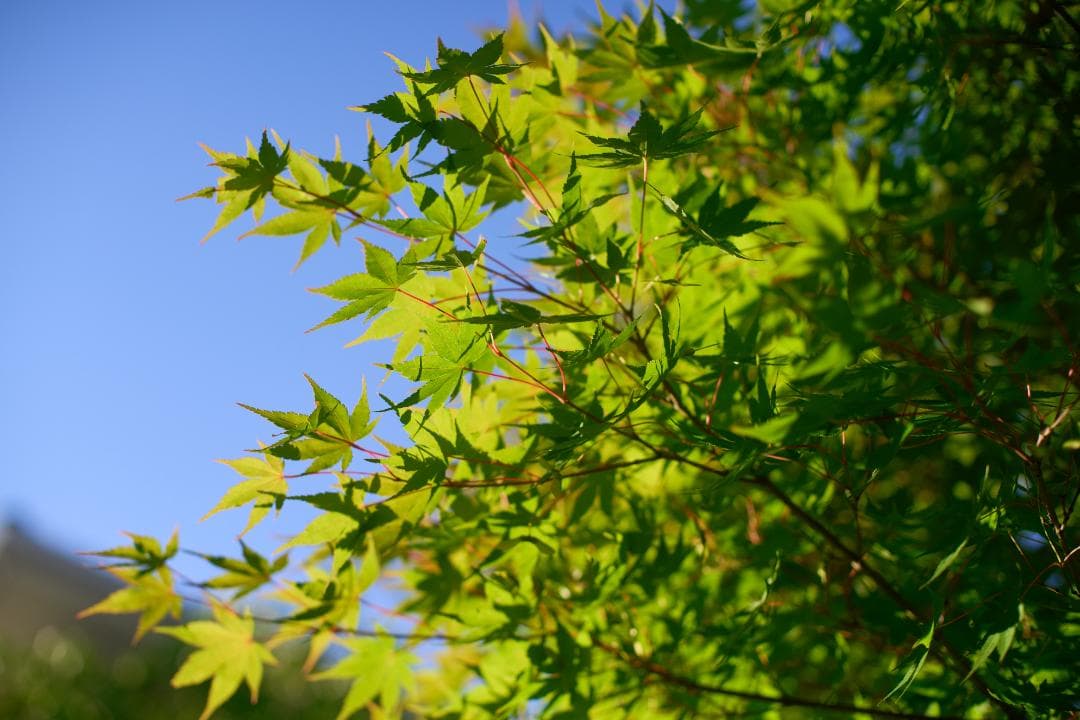 綺麗 Canon F-1 後期 FD 50mm F1.4 S.S.C.