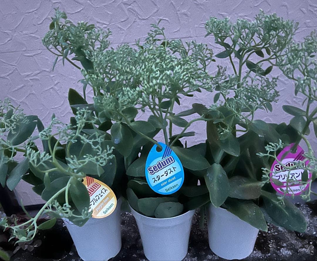 オオベンケイソウ（大弁慶草） 2鉢 もうすぐ開花 沢山の蕾付き 宅急便匿名発送