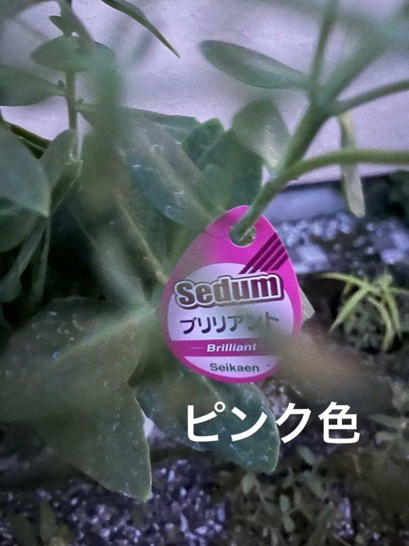 オオベンケイソウ（大弁慶草） 2鉢 もうすぐ開花 沢山の蕾付き 宅急便匿名発送