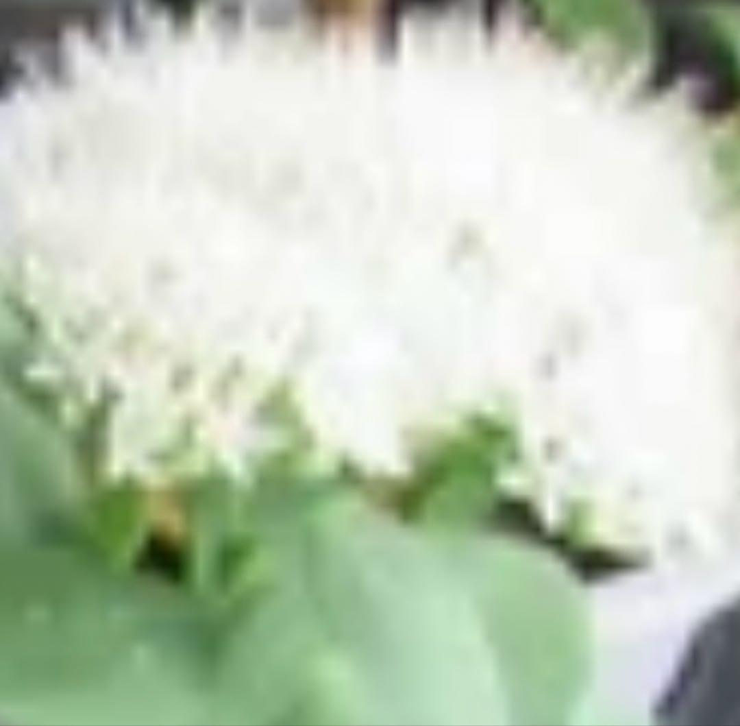 オオベンケイソウ（大弁慶草） 2鉢 もうすぐ開花 沢山の蕾付き 宅急便匿名発送