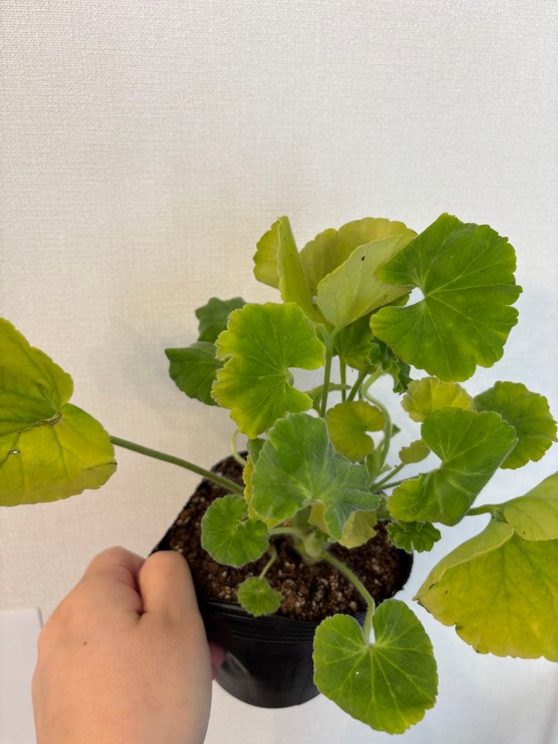 珍しい品種ゼラニウムDny01 レア品種ゼラニウム