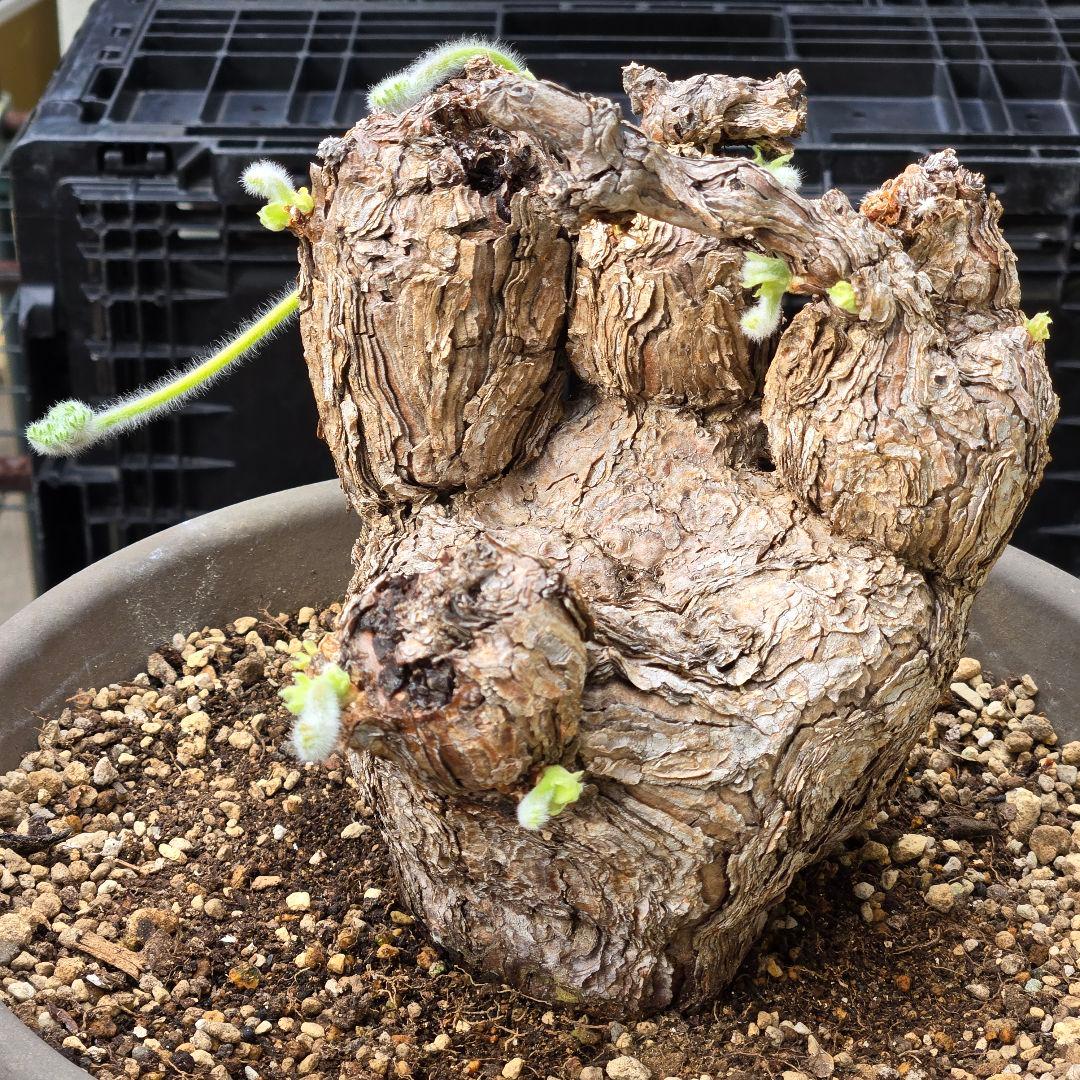 大型 Pelargonium triste ペラルゴニウム トリステ 鉢付