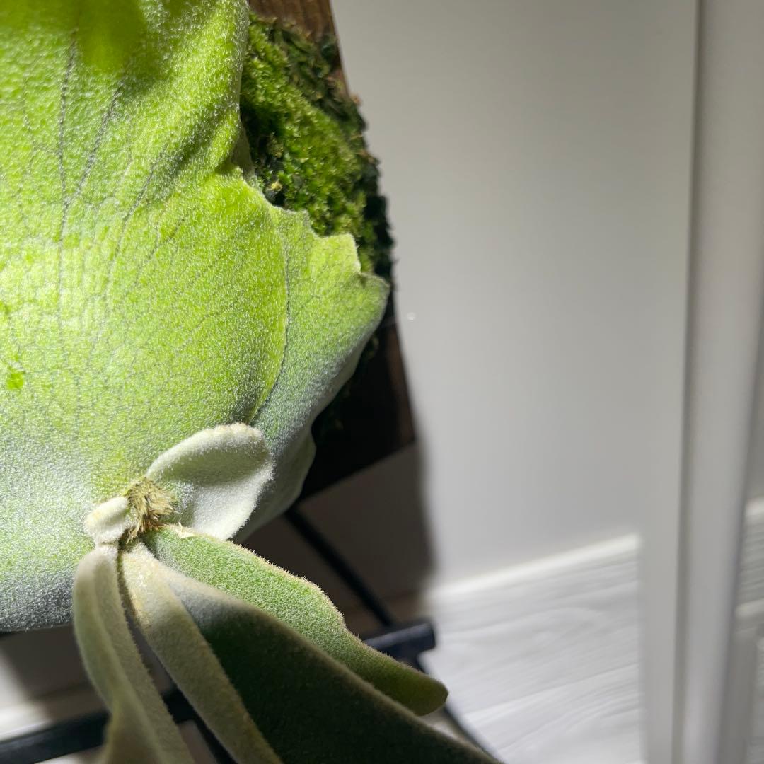 ビカクシダ P.willinckii Polaris ポラリス　子株　#1