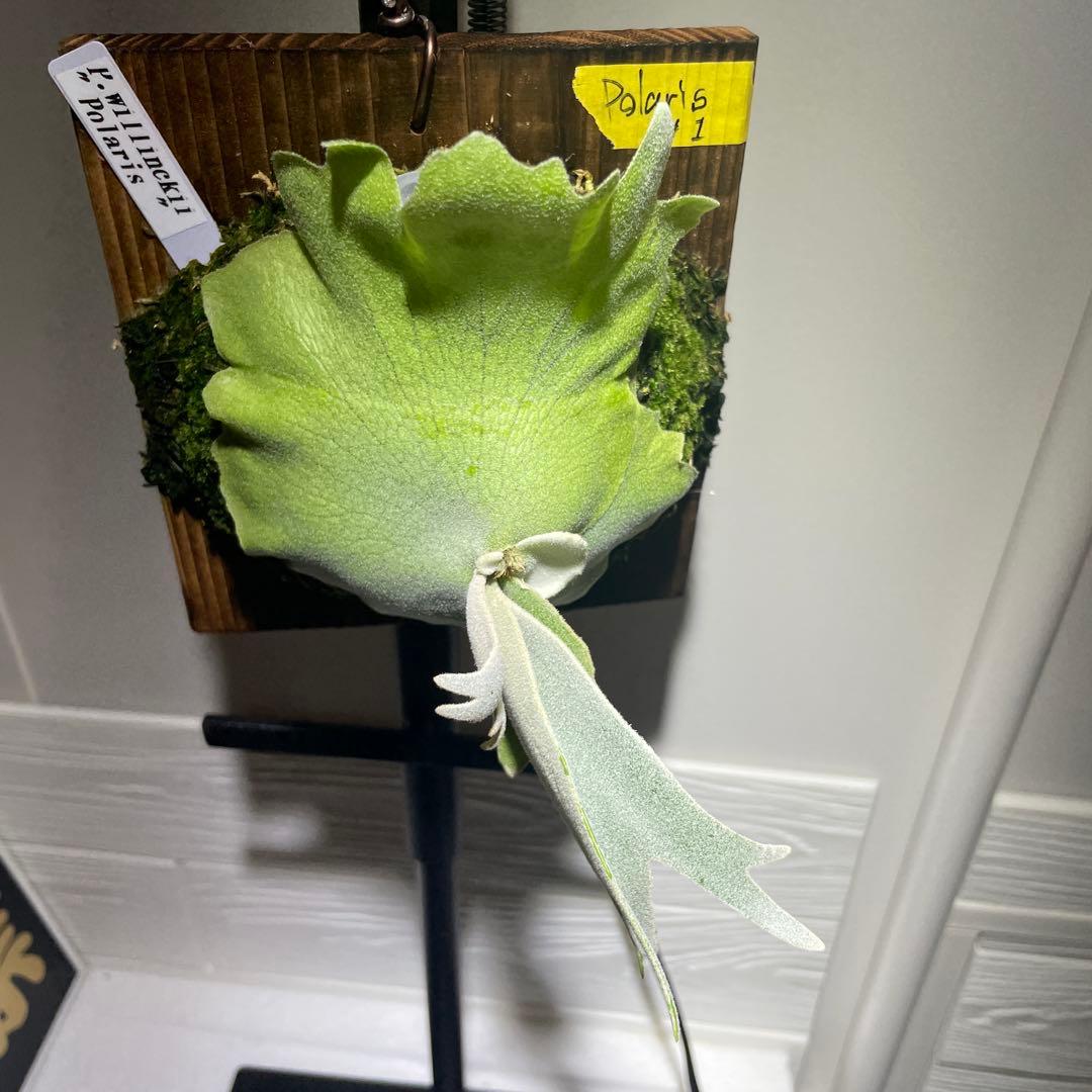 ビカクシダ P.willinckii Polaris ポラリス　子株　#1