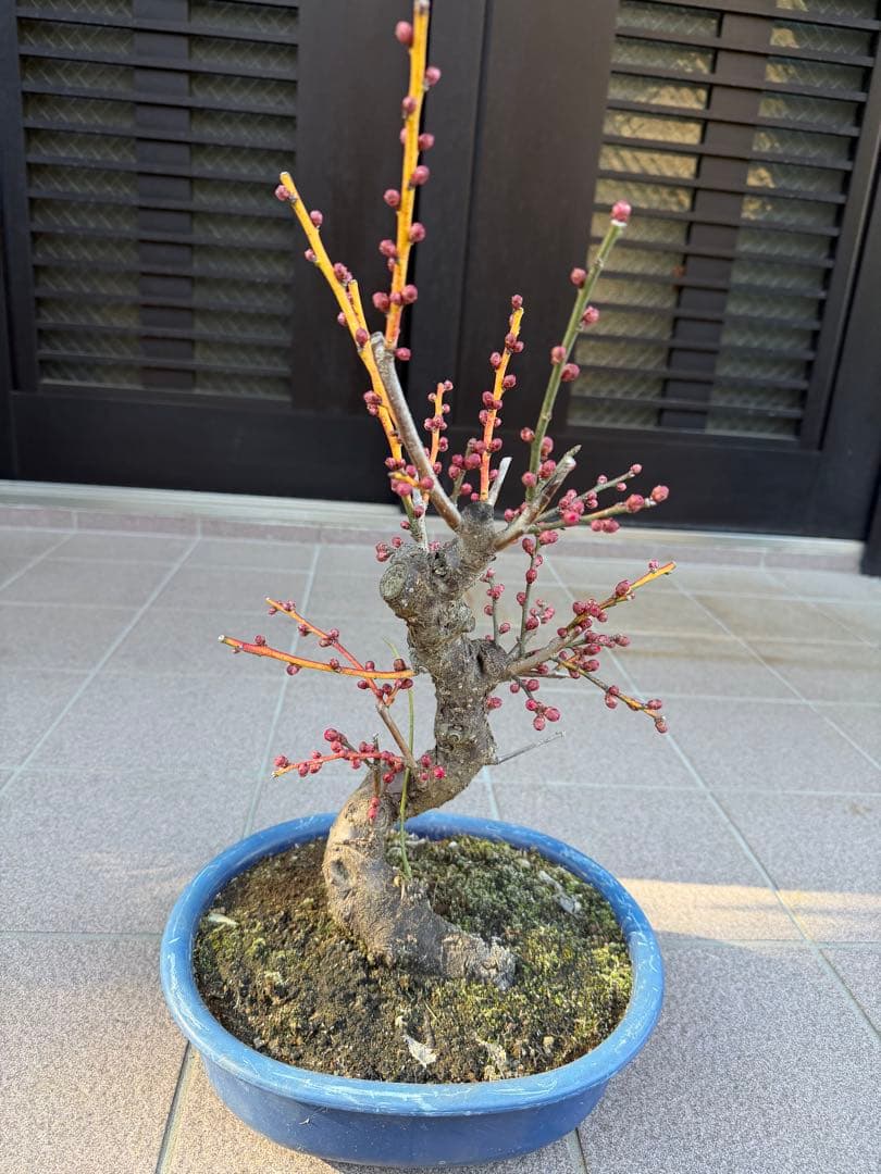 八重咲花梅ピンク　芳香強い　盆栽　鉢ごと発送