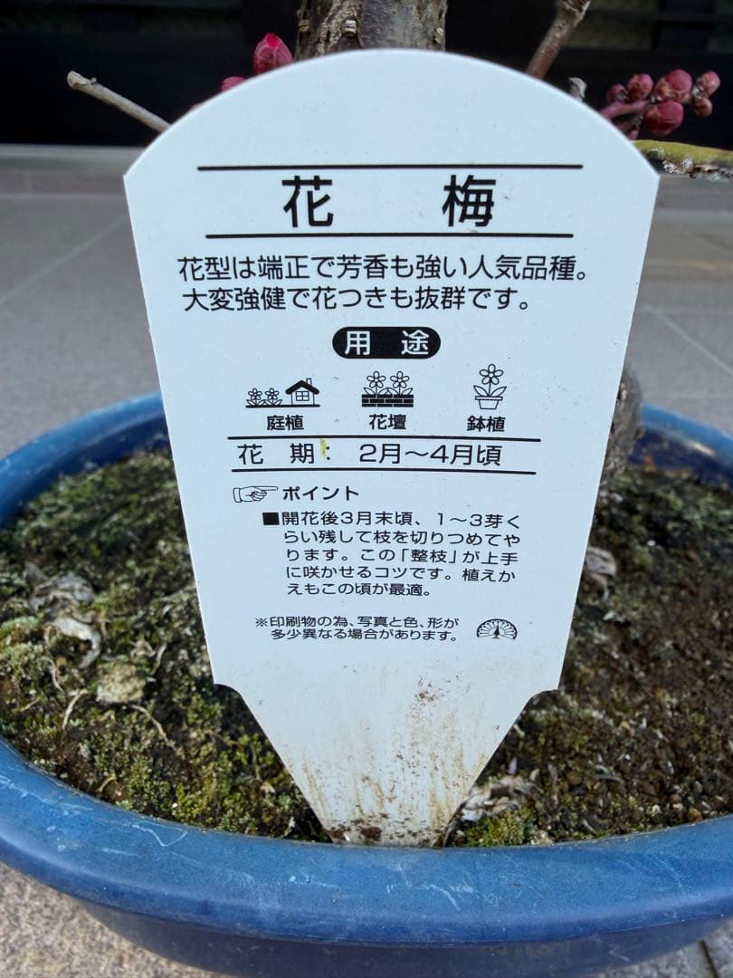 八重咲花梅ピンク　芳香強い　盆栽　鉢ごと発送