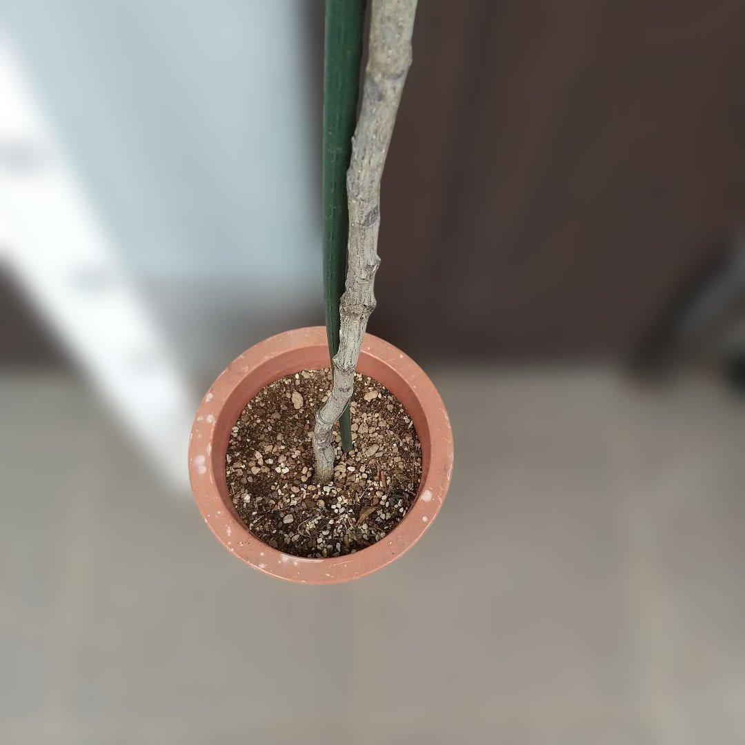 スタンダード仕立てバラ苗(蛍光ピンク、四季咲き)