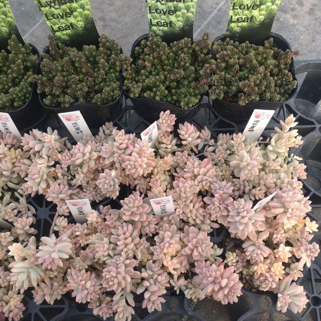 ガレージMさん専用