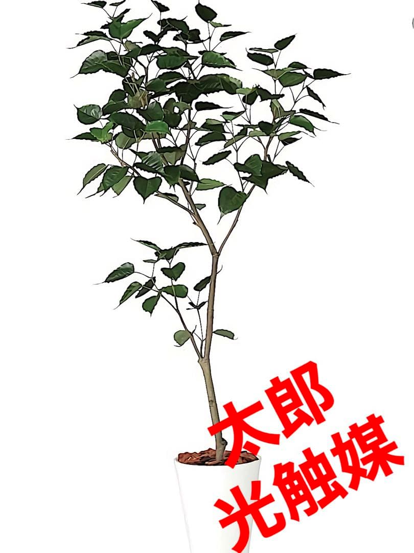 光触媒　人工観葉植物　ウォールグリーン　フェイクグリーン　ボダイジュ180
