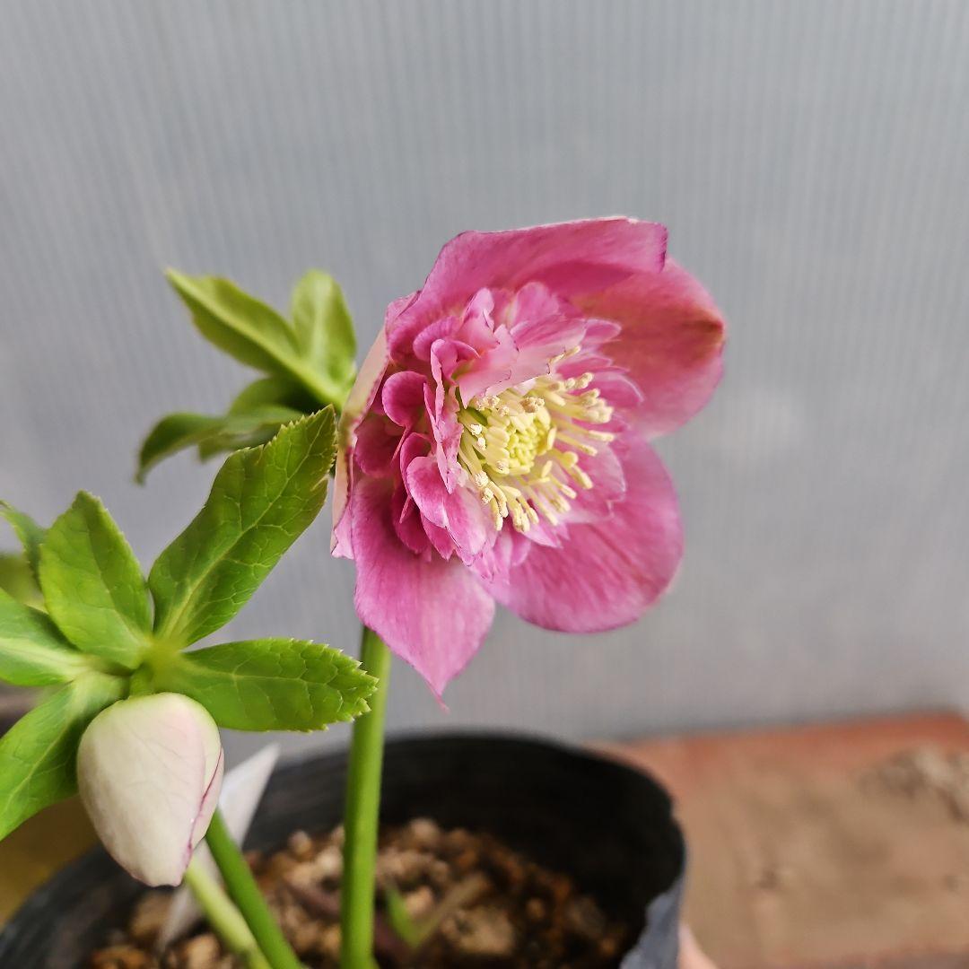 ★happy rose様ご購入苗㉖-436㉖-437クリスマスローズ