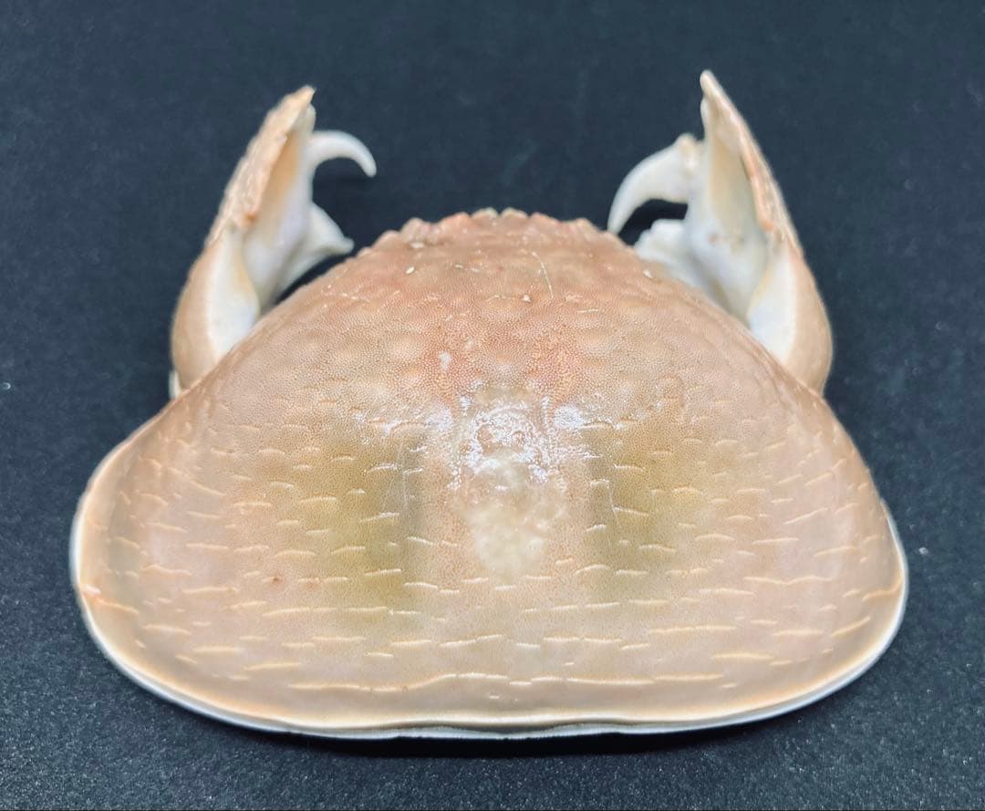 マルソデカラッパ 乾燥標本③カラッパ　カニ 標本