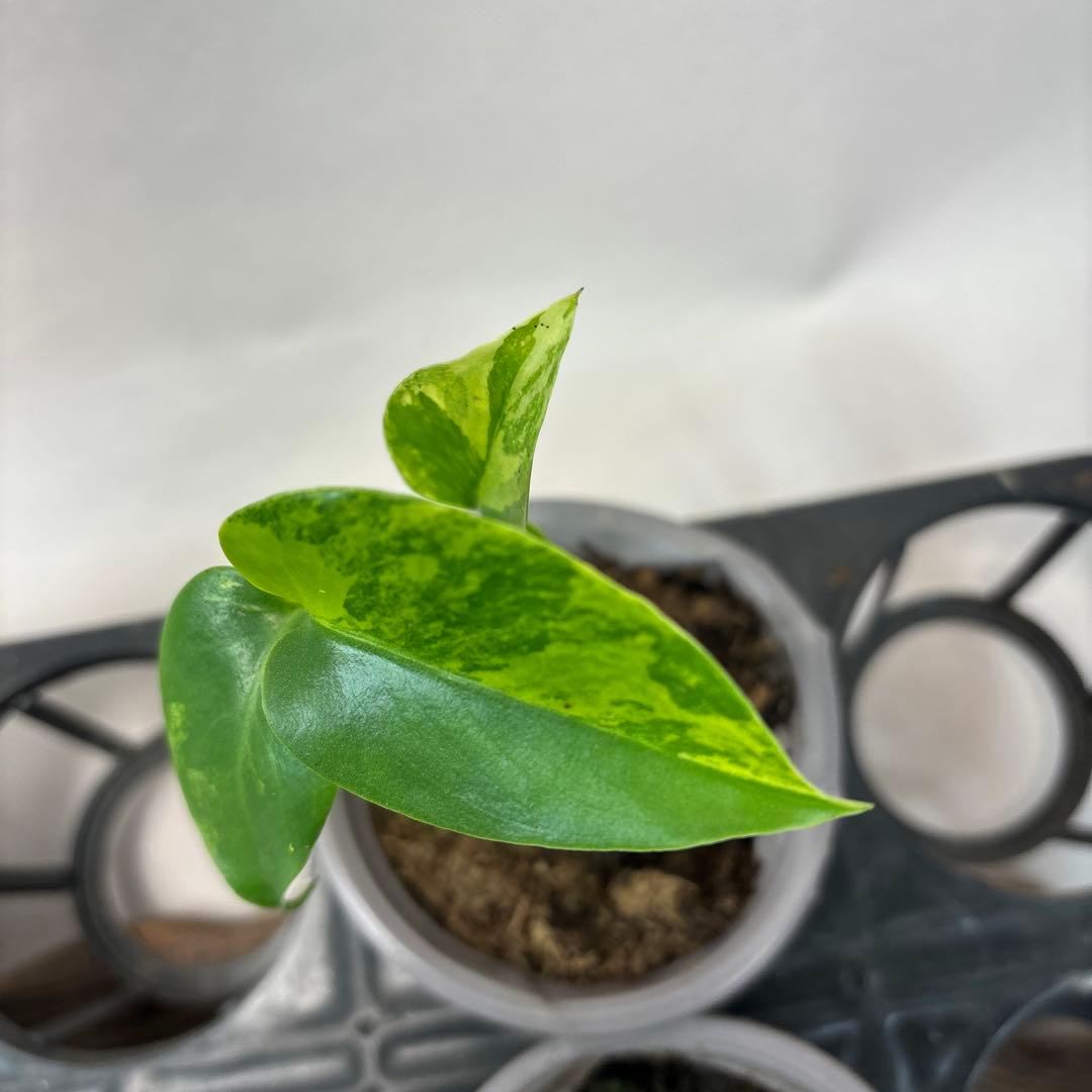 ち*か様 5株セットms76モンステラデリシオーサ イエローマリリン